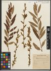 Foto von Salix triandra L.